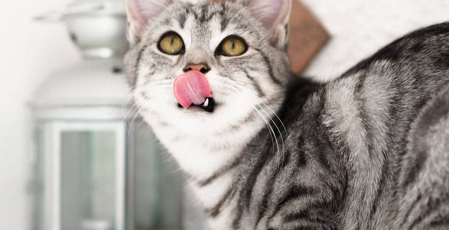 Human foods that are good for Kitty