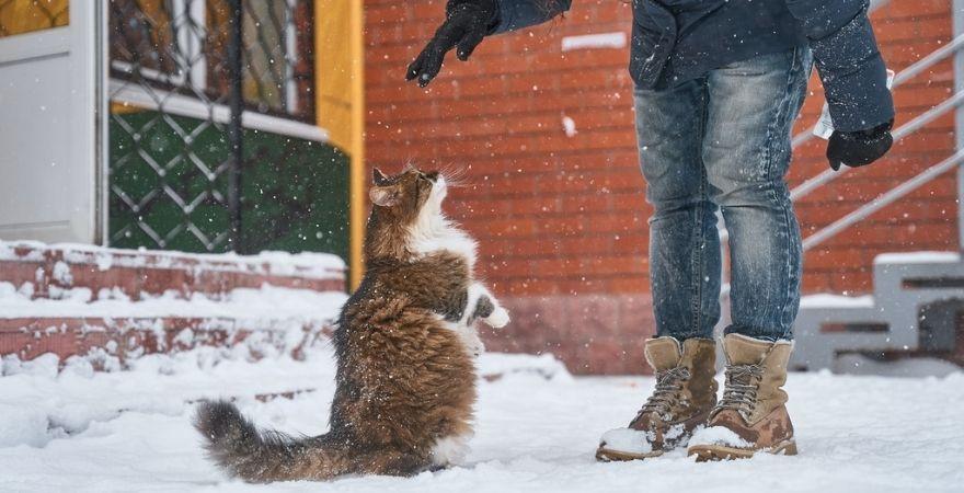 How Heavy Should my Cat be?