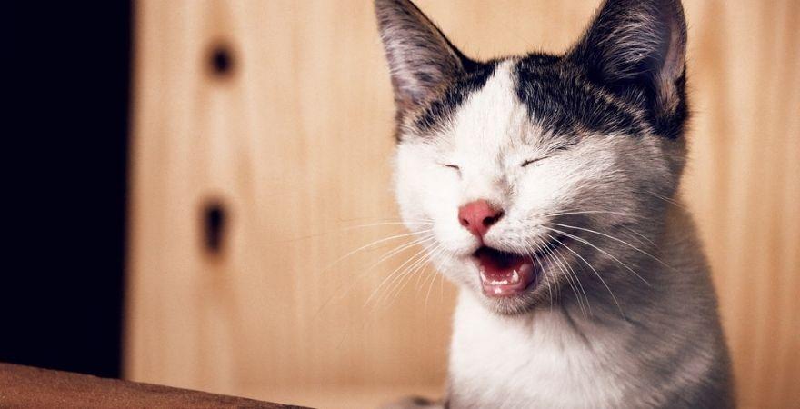 Why Is My Cat Sneezing