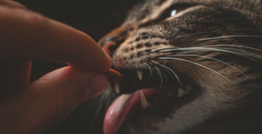 How Much Should I Feed my Cat