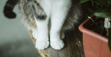 Veterinarian's Guide to Home Remedies for Cat UTI