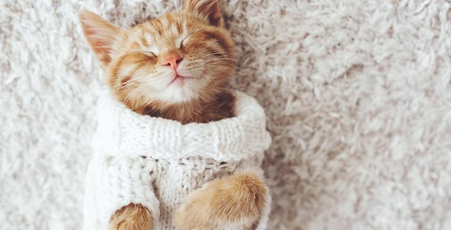 Cat Hairball Stuck: The Dangers of Hairballs