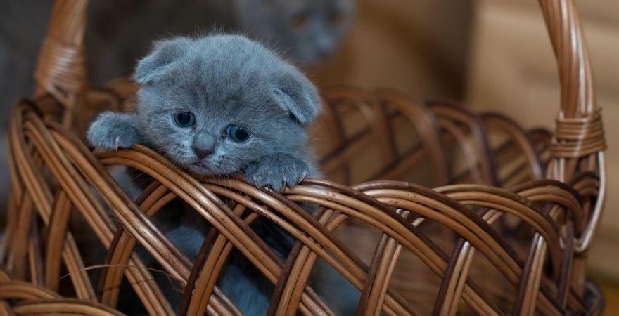Why Do Cats Pee Outside the Litterbox