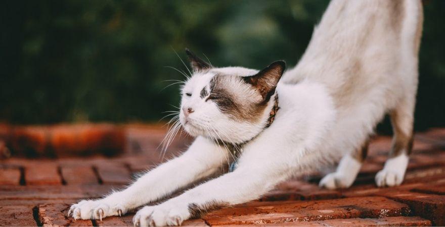 Cat UTI Treatment and Prevention Methods
