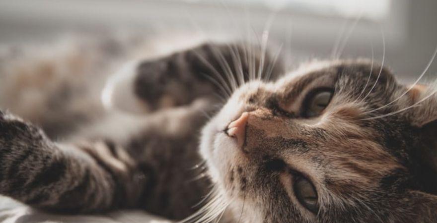FIV in Cats: What You Should Know