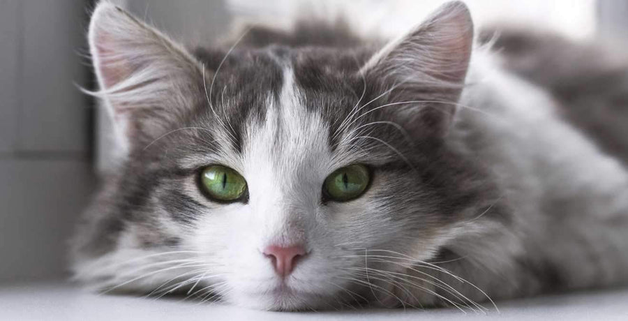 Symptoms of Diabetes in Cats | Causes and Treatment