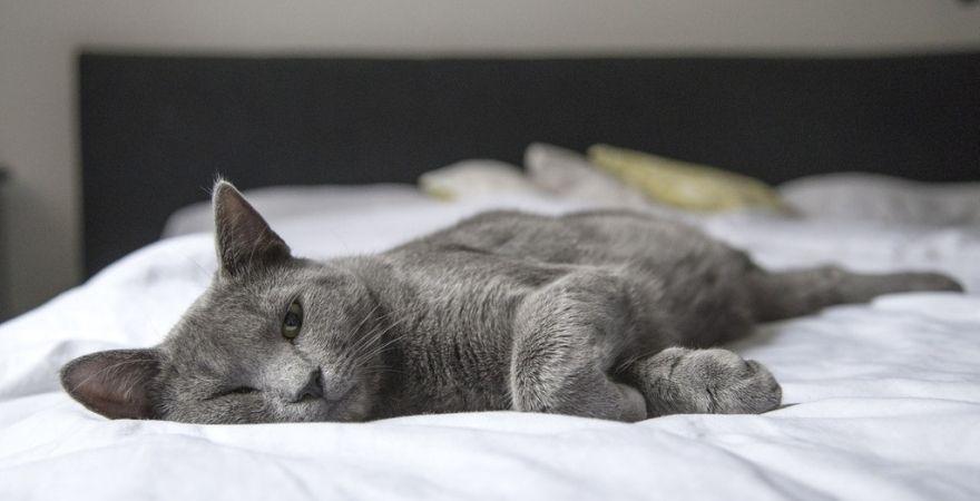 How to Give a Cat Liquid Medicine