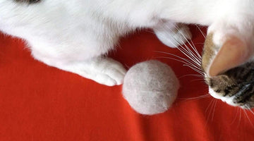 What Causes Hairballs in Cats?