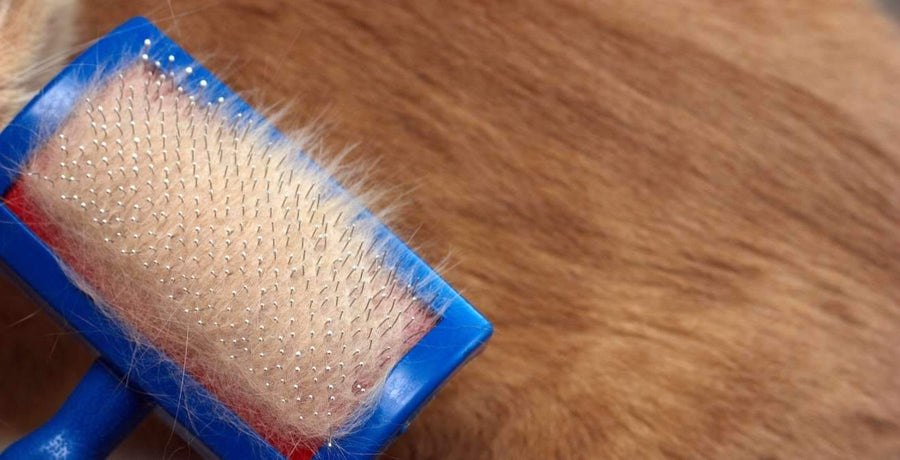 Why Do Cats Eat Their Hair? Is It Normal?