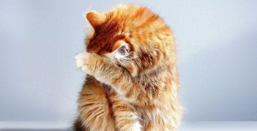 Chronic Kidney Disease: A New Way for Kitty to Live