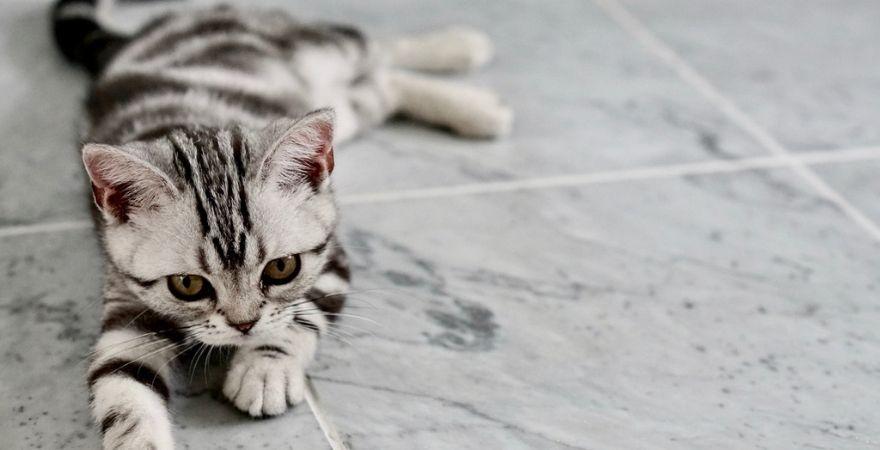 Vitamin B12 Cat Deficiency: What It Is And Why It Happens