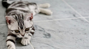 Vitamin B12 Deficiency in Cats: What It Is and Why it Happens