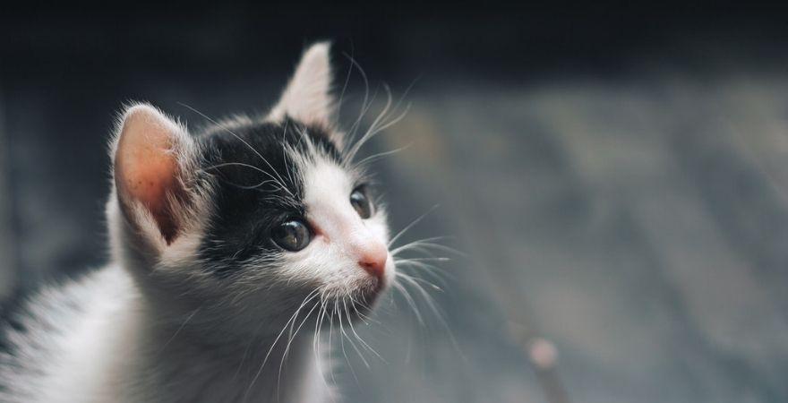 Human Foods that are Toxic for Kitty