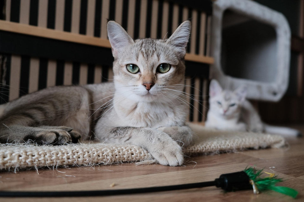 conditions in cats which require vitamin b12 injections for Kittens Kitten Lady Vitamin B12 for Kittens
