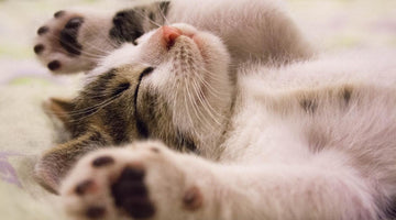 3 Essential Ingredients for a Healthy Cat: The Kitten Years