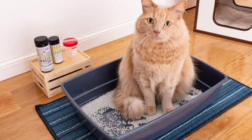 Cat UTI: Everything you Need to Know