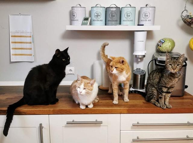 How often do you change cat Litter boxes ?