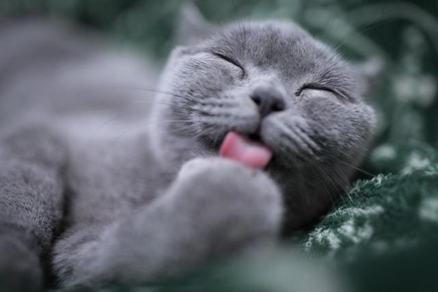 Glucosamine and Chondroitin for Cats: Do these Joint Supplements really work?