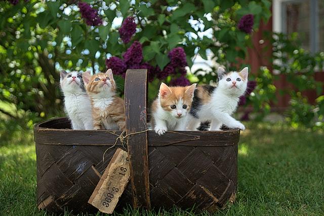 Veterinarian’s Guide to Cat Dental Care