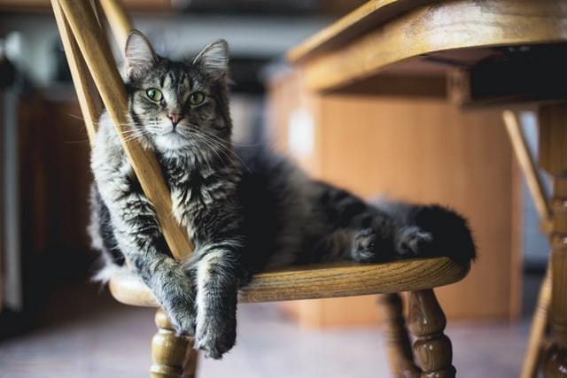 Cat Tooth Extraction: Advice from Vet