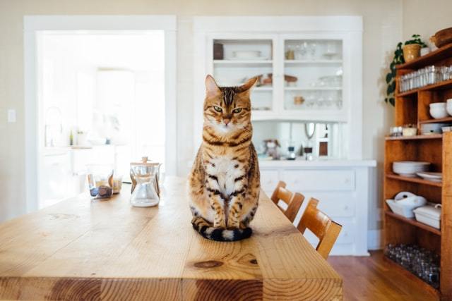 How to Care for a Toothless Cat?