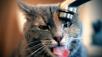 5 Ways to Increase Your Cat’s Water Intake, and Why It Is So Important
