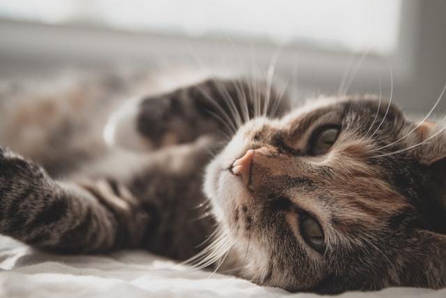Veterinarian’s Guide to Cat Joint Health