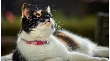 Hearing Loss in Cats - Types of Diseases
