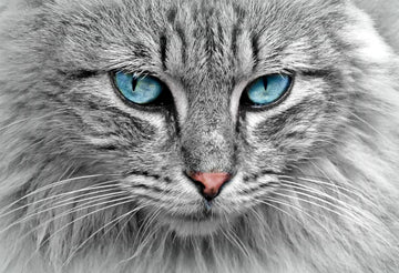 Signs of Vision Problems in Your Cat - What to Look For