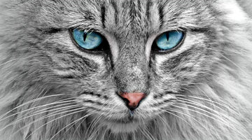 Signs of Vision Problems in Your Cat - What to Look For