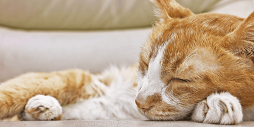 Pain, Pain Go Away —Managing Your Cat's Joint Health with Scruffy Paws