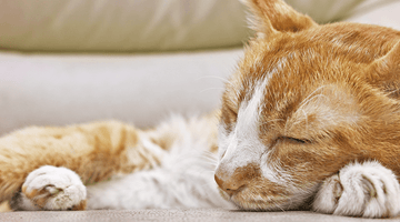 Pain, Pain Go Away —Managing Your Cat's Joint Health with Scruffy Paws
