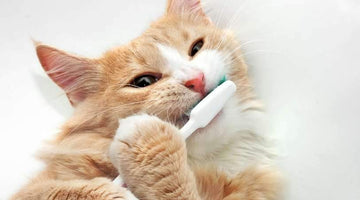 How to Brush Your Cat’s Teeth?