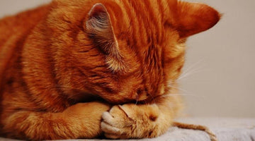6 Telltale Signs of Feline Joint Problems (Updated)