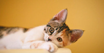 Cat UTI: Symptoms and Causes