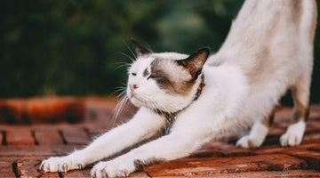 Cat UTI Treatment and Prevention Methods