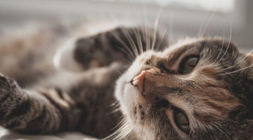 FIV in Cats: What You Should Know