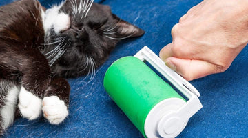 7 Hairball Symptoms to Never Ignore in Cats