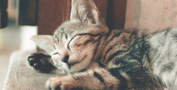 Hyperthyroidism in Cats - Treatment Options