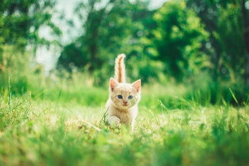Cat Arthritis: Symptoms, Diagnosis and Treatments