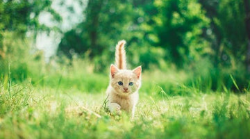 Cat Arthritis: Symptoms, Diagnosis and Treatments