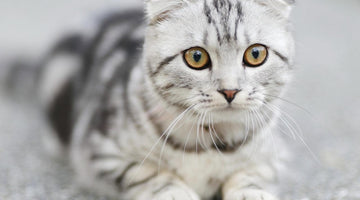 Signs of Vision Problems in Your Cat - Types of Eye Diseases