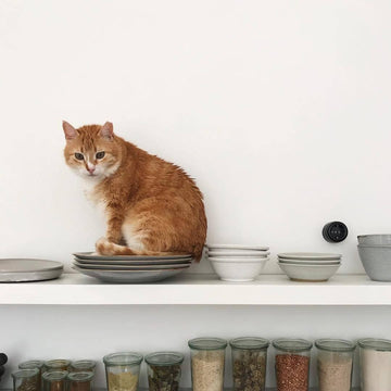 11 Feline Hacks: Get Your Cat to Start Eating - Part 2