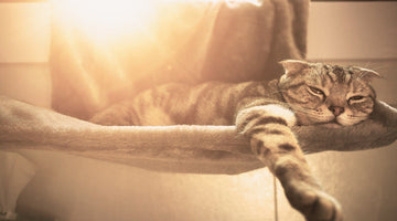 6 Ways of Making Life More Comfortable for your Arthritic Cat: Part 2