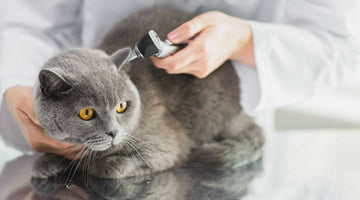 Medical Treatment Options | Arthritis in Cats