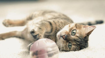 What Causes Joint Problems and Arthritis In Cats?