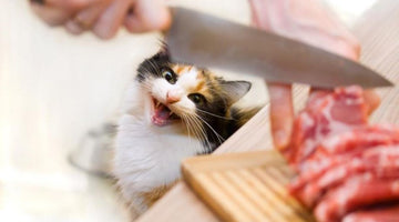 Which Kidney Diet Is Best for Your Cat?
