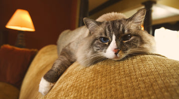 6 Ways of Making Life More Comfortable for your Arthritic Cat: Part 1