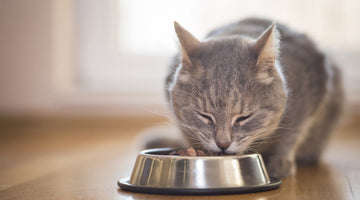 Choosing the right kidney diet for your cat
