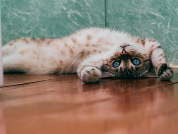What is Luxating Patella in Cats, and How to Treat it?